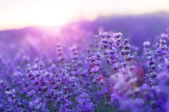 Apaixonados Por Lavanda: Um Guia Completo Sobre a Flor Perfumada e Que Ama o Sol